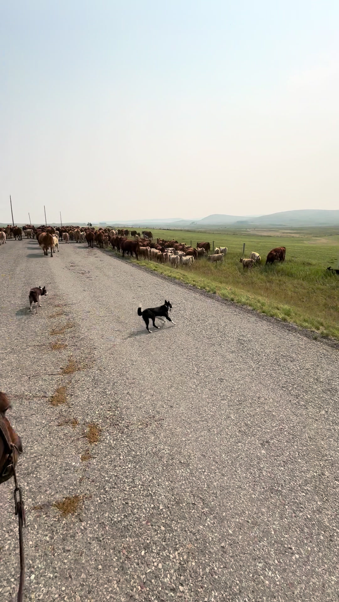 @Ducestockdogs&QuarterHorses