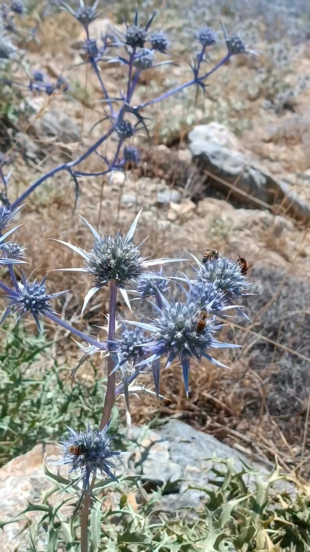 @DAĞCI.46