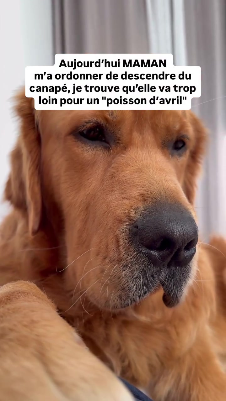 @Uggy Le Golden 🐶