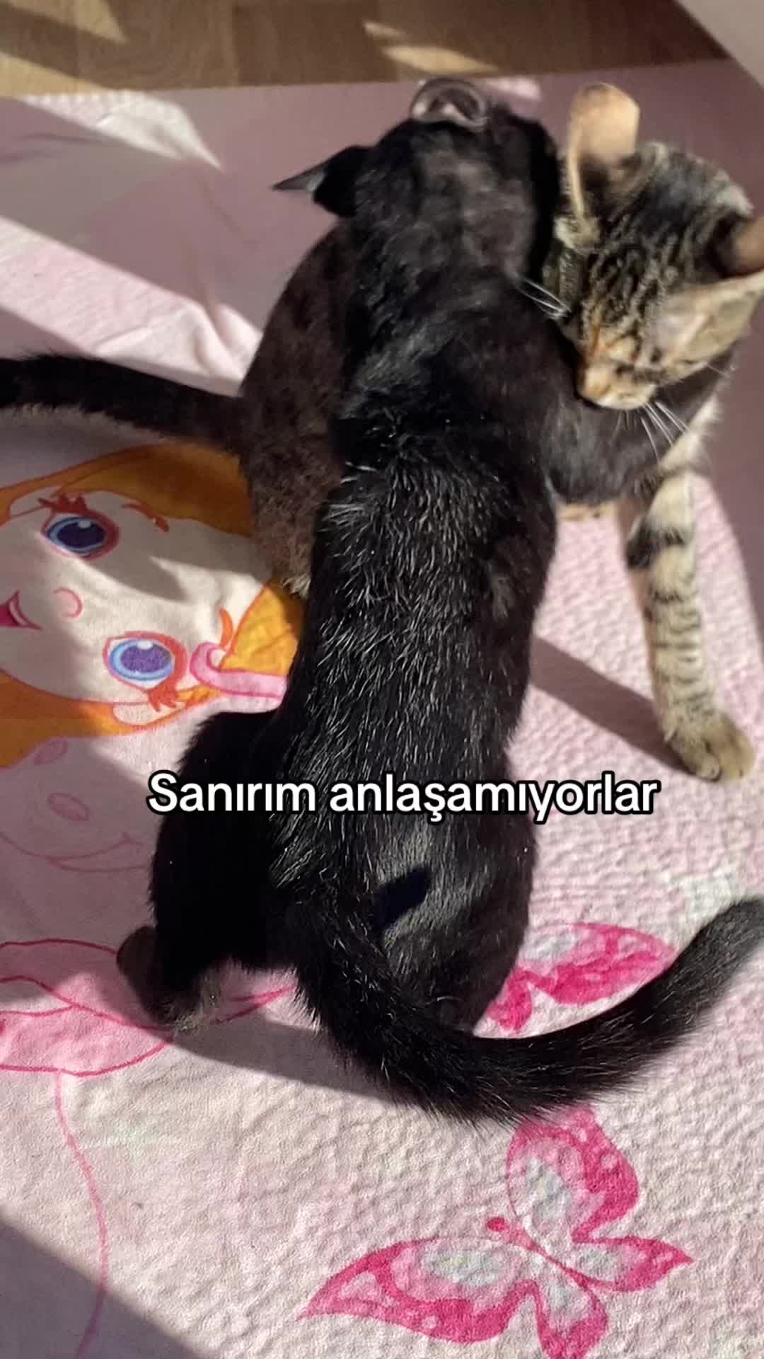 @yudummz_