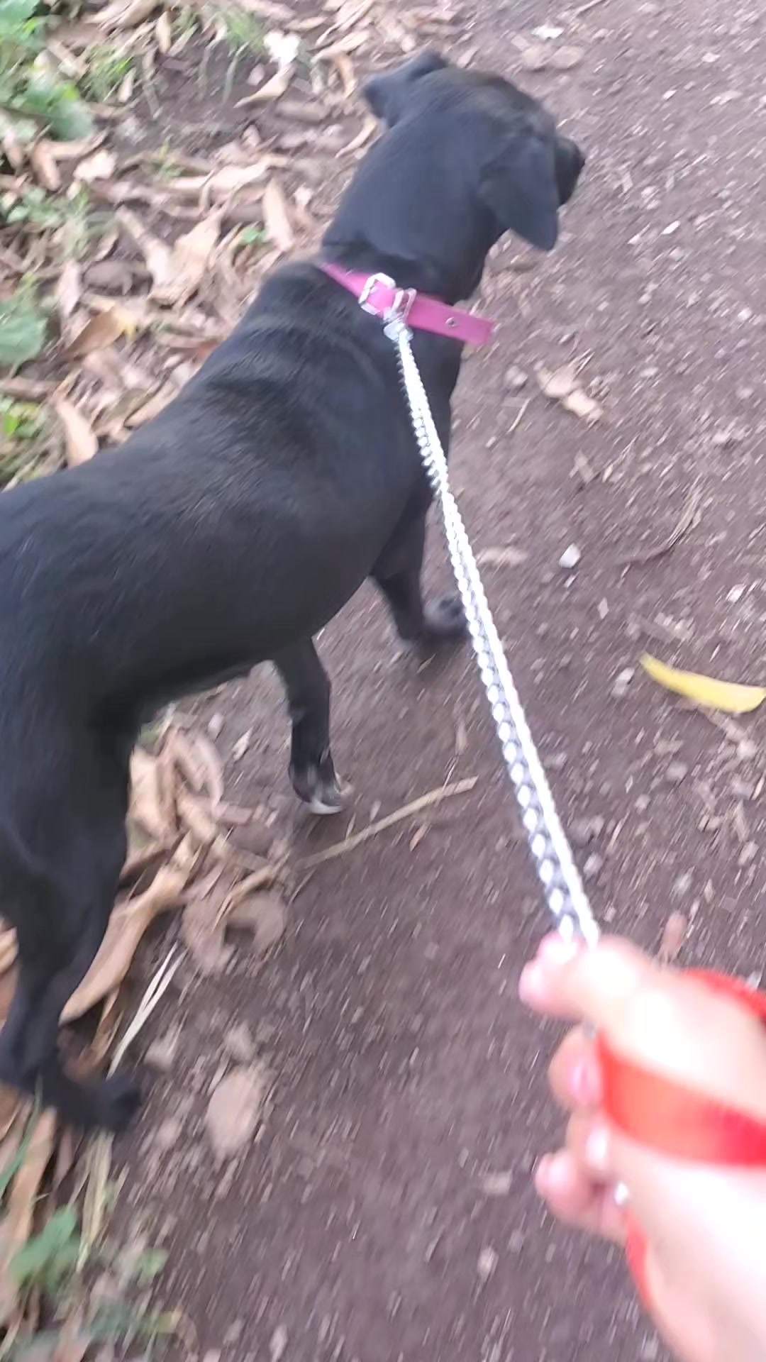 @Soy Sasha🐶