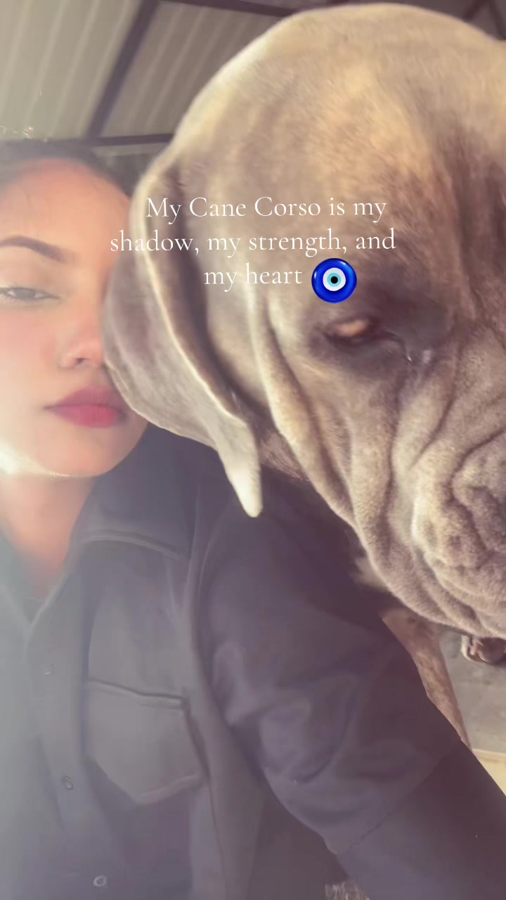 @Mafiacanecorso