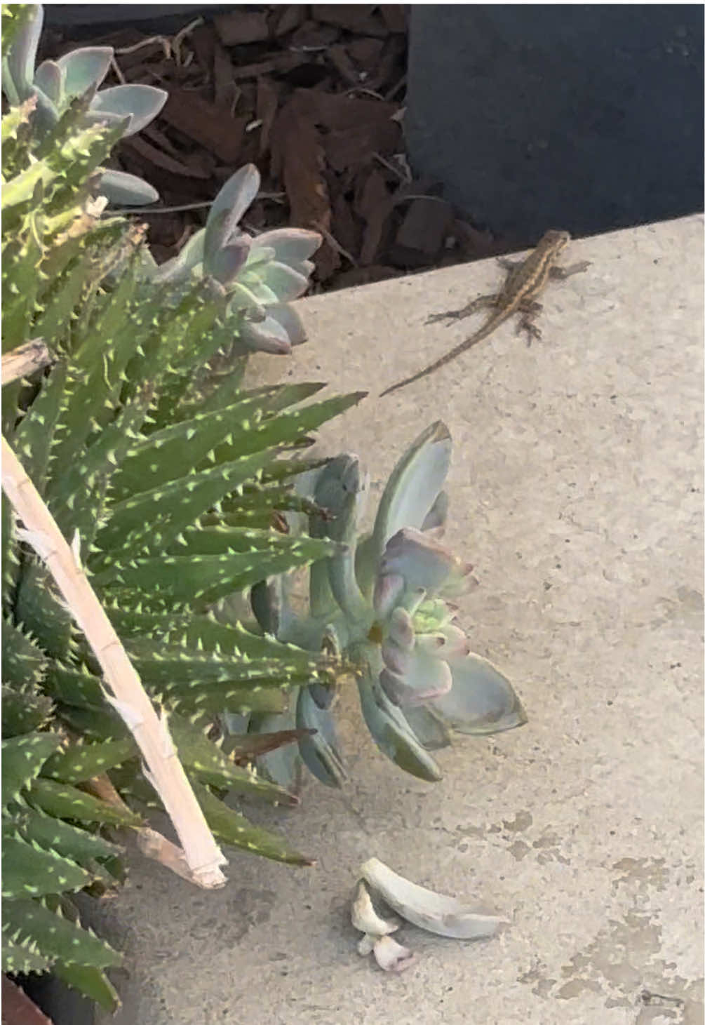 @reptileguyat