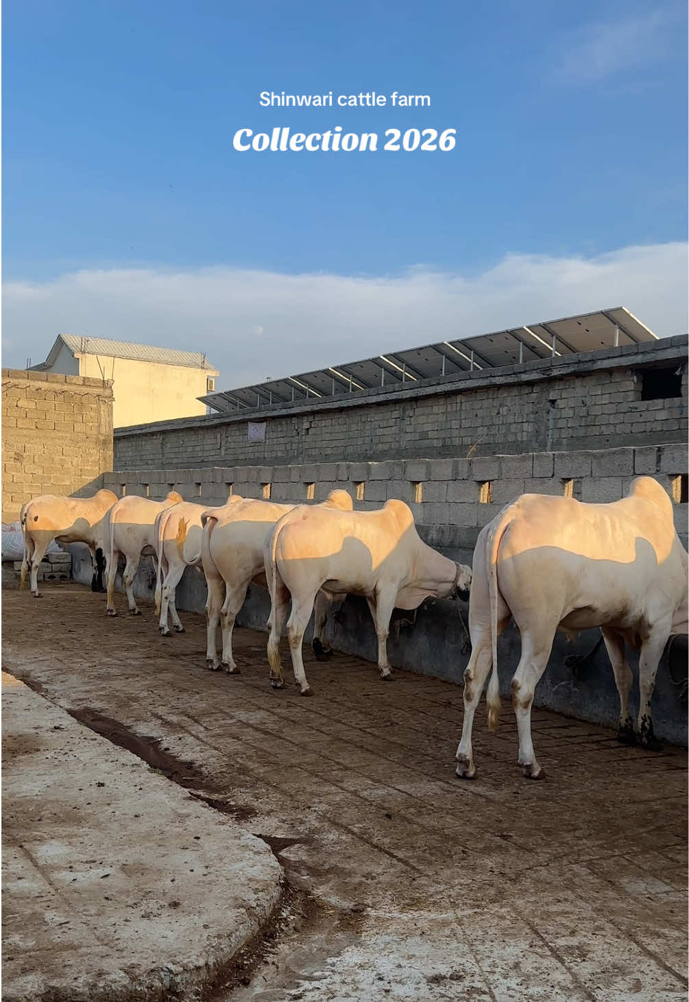 @Shinwari Cattle Farm