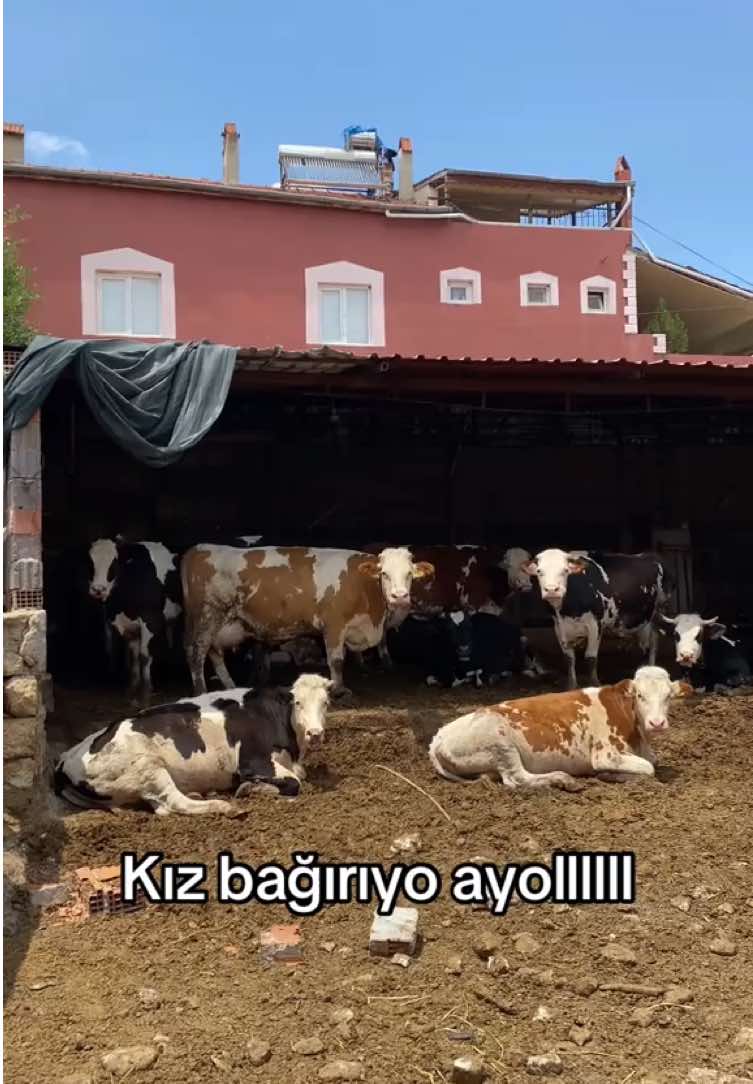 @Rezzanay
