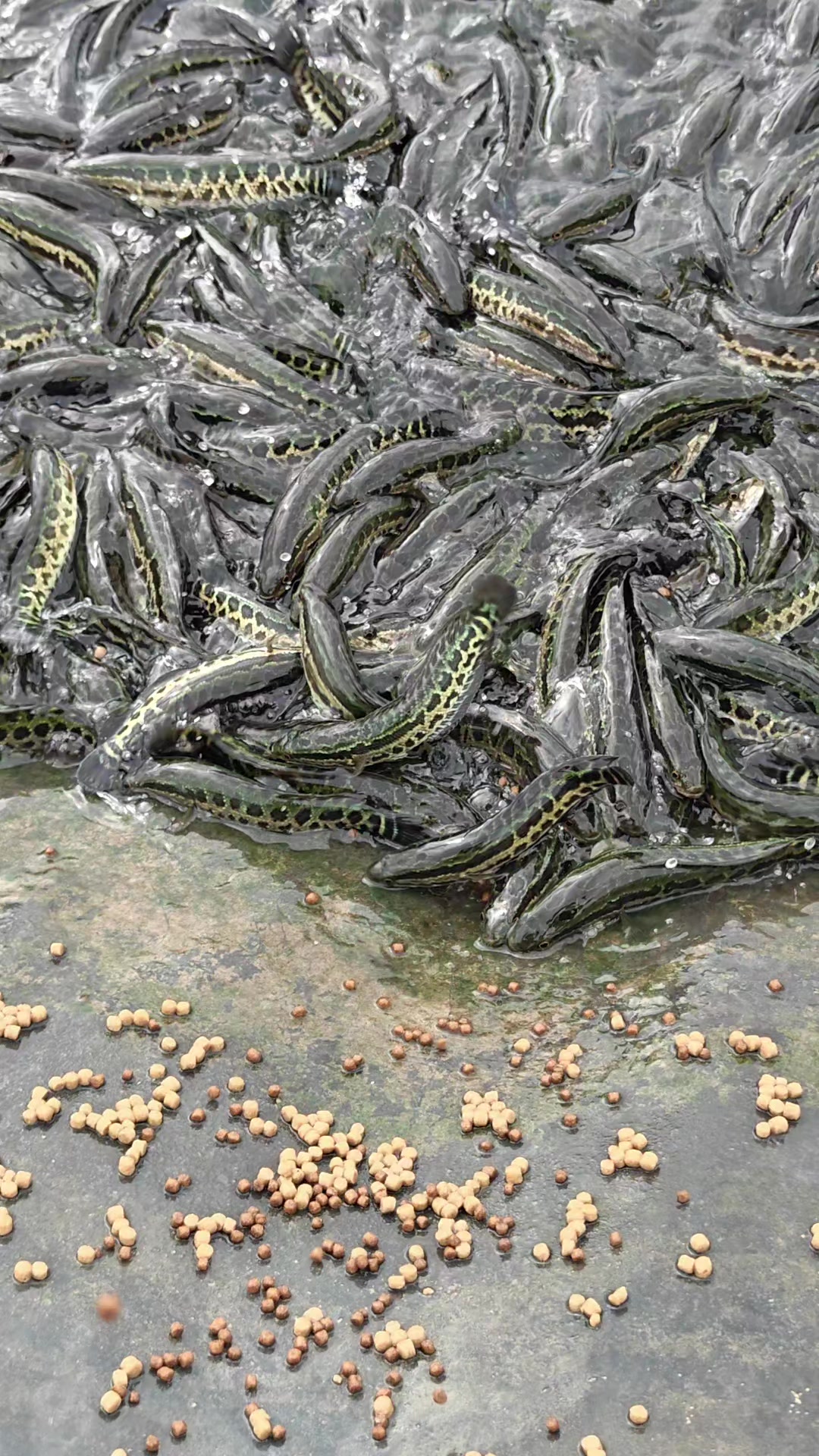 @Cá Chuối Hoa