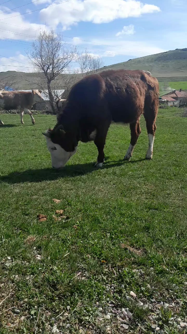 @sivaslı