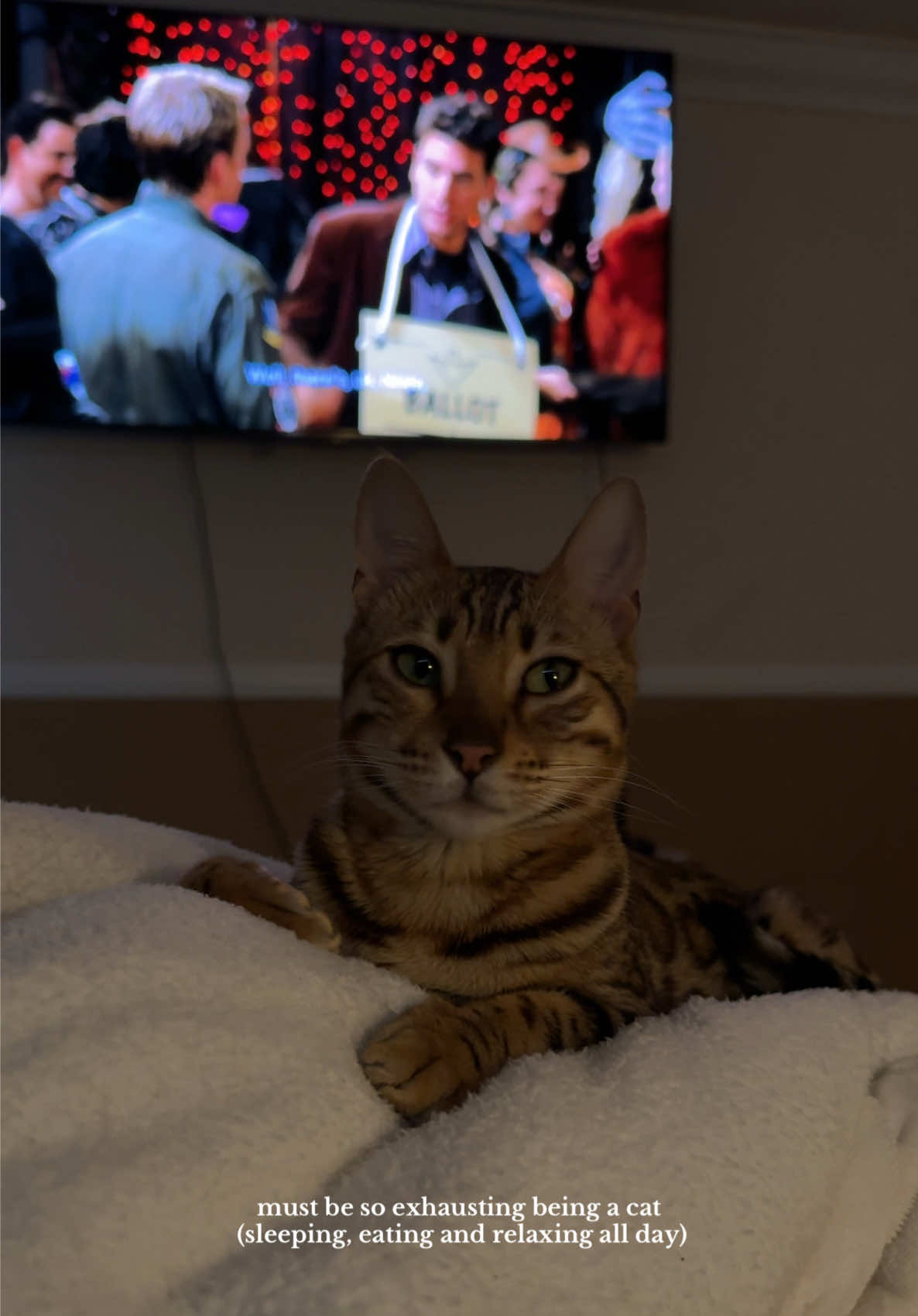 @Obi & Daisy The Bengals 🐆🐾