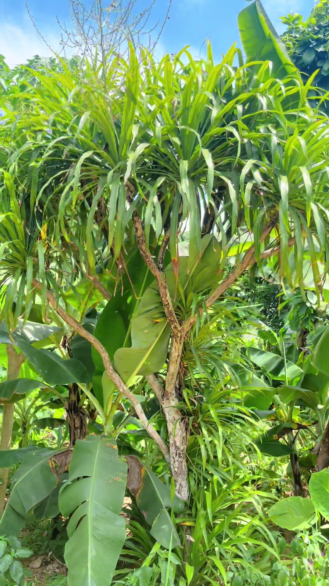 @Shop Cây Cảnh Hương Nguyễn