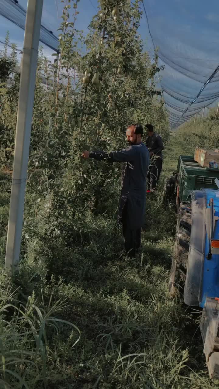 @BABAR GUJJAR Barila ala