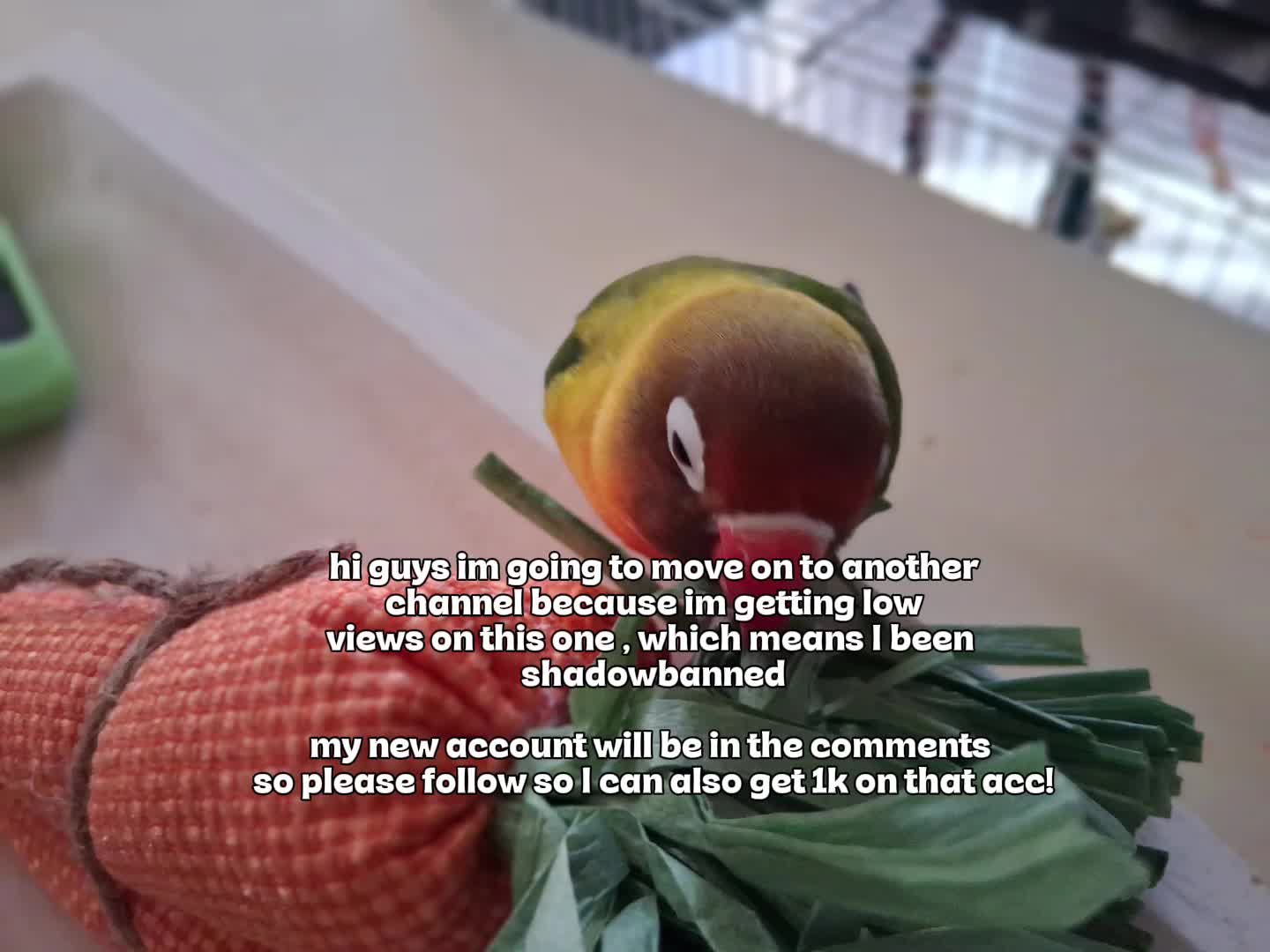 @ChillieAC🌶