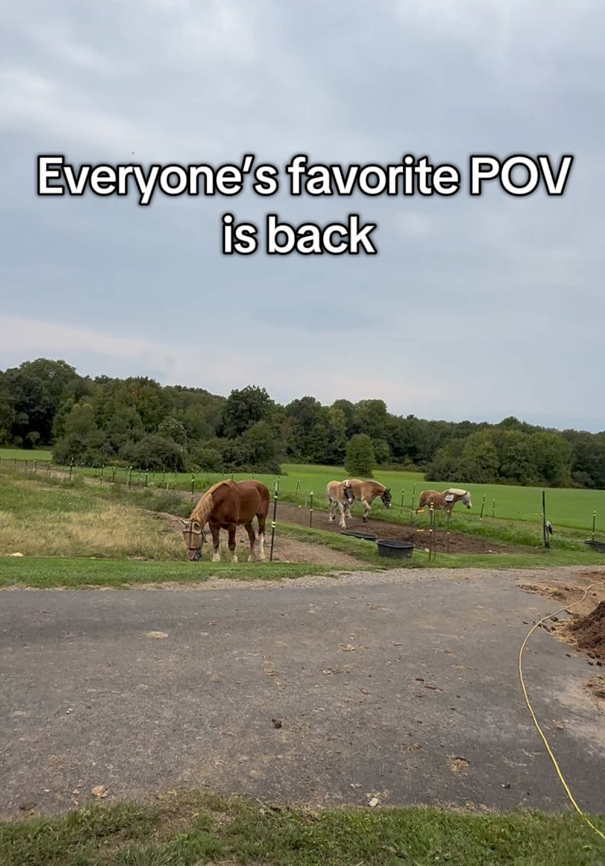 @HorsesFirst