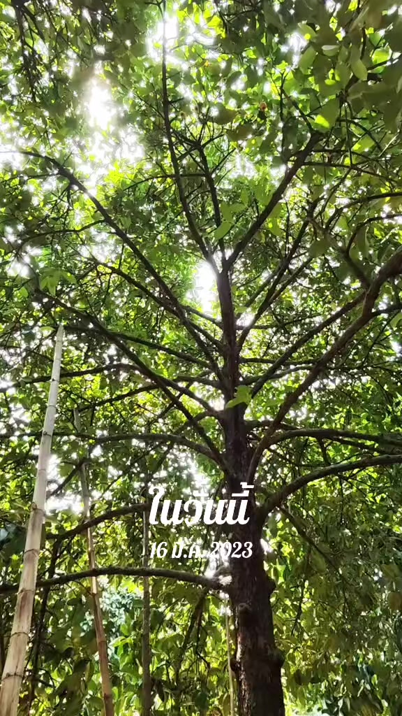 @ป้าสามาโม้