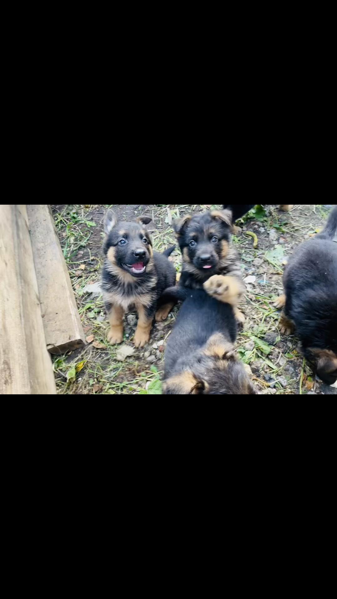 @Щеночки немецкой овчарки)))🐶
