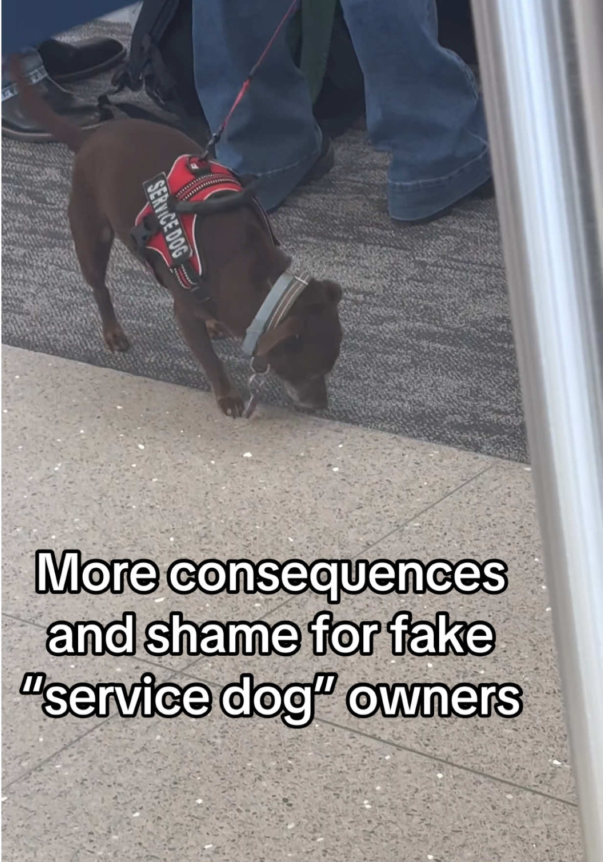 @Dogs aren&rsquo;t Family