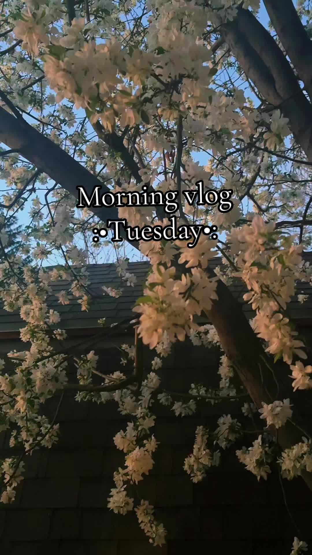 @°˖✧✿•Elaina•✿✧˖°