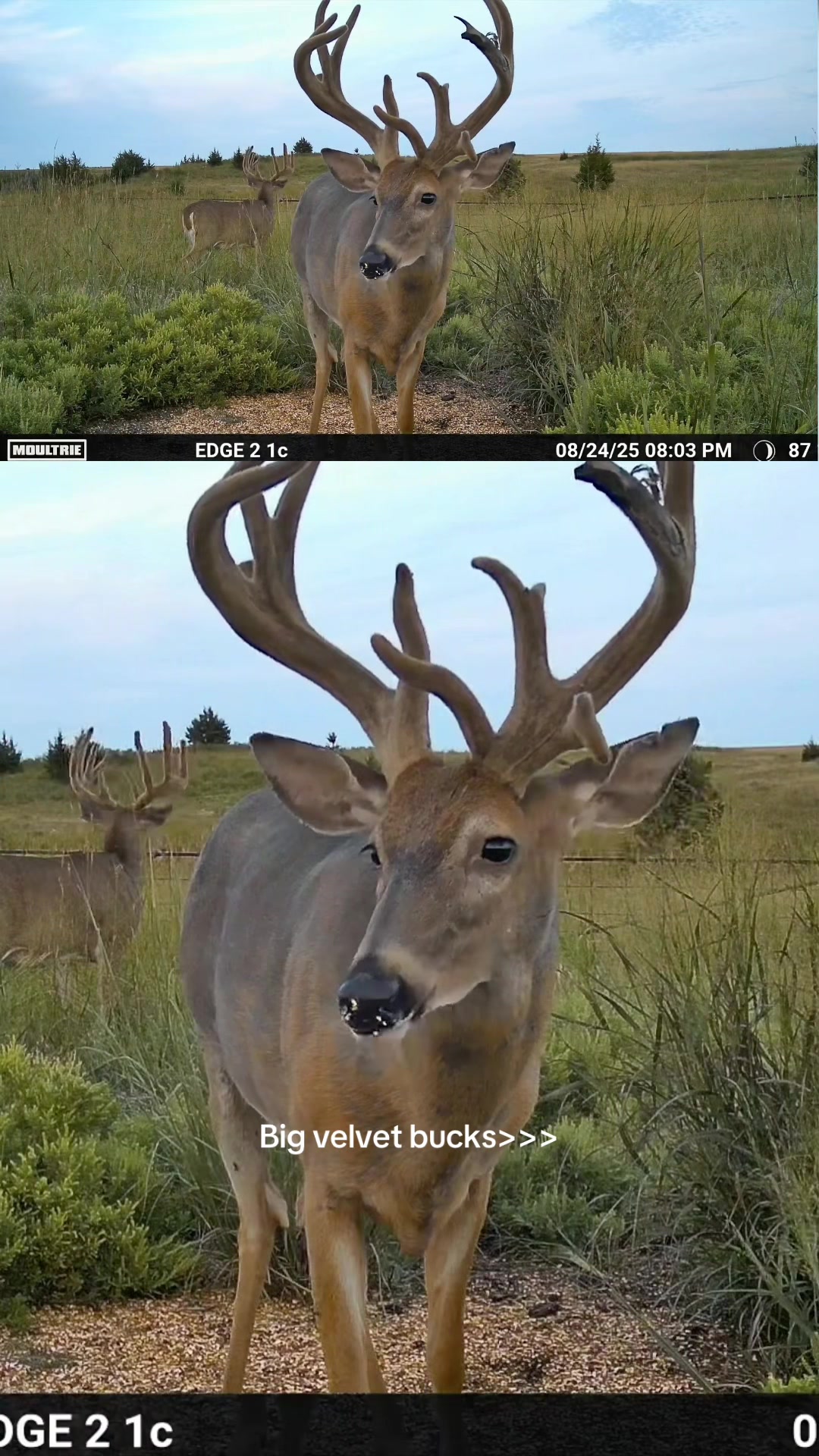 @Moultrie