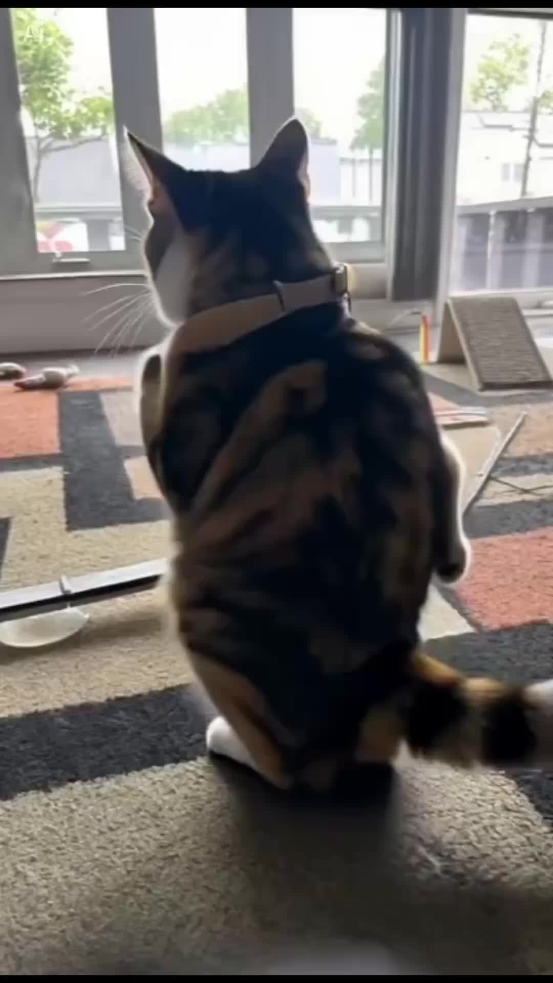 @Adventures of Baby Kitty