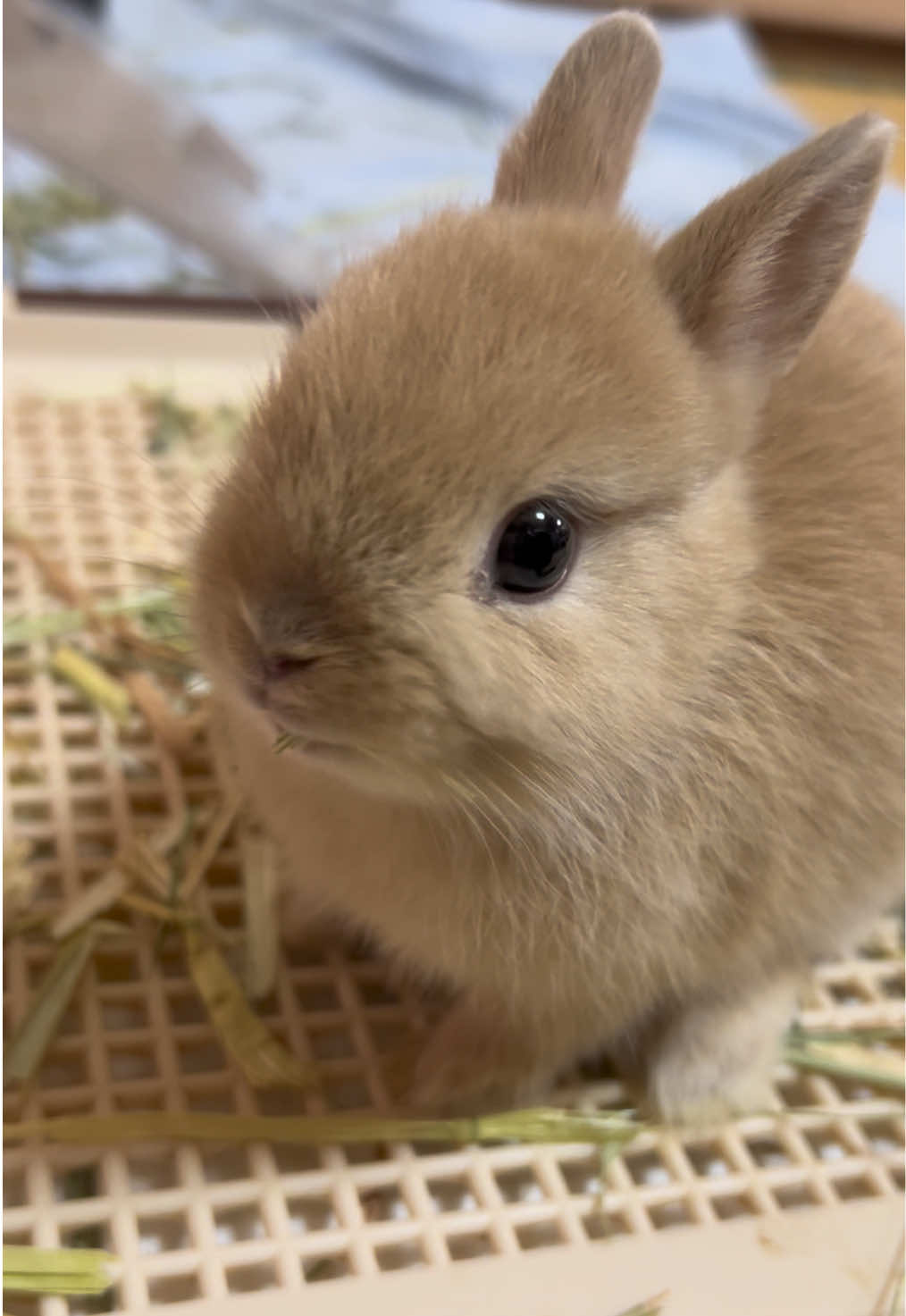 @코유ちゃんᲘ𐑼♡