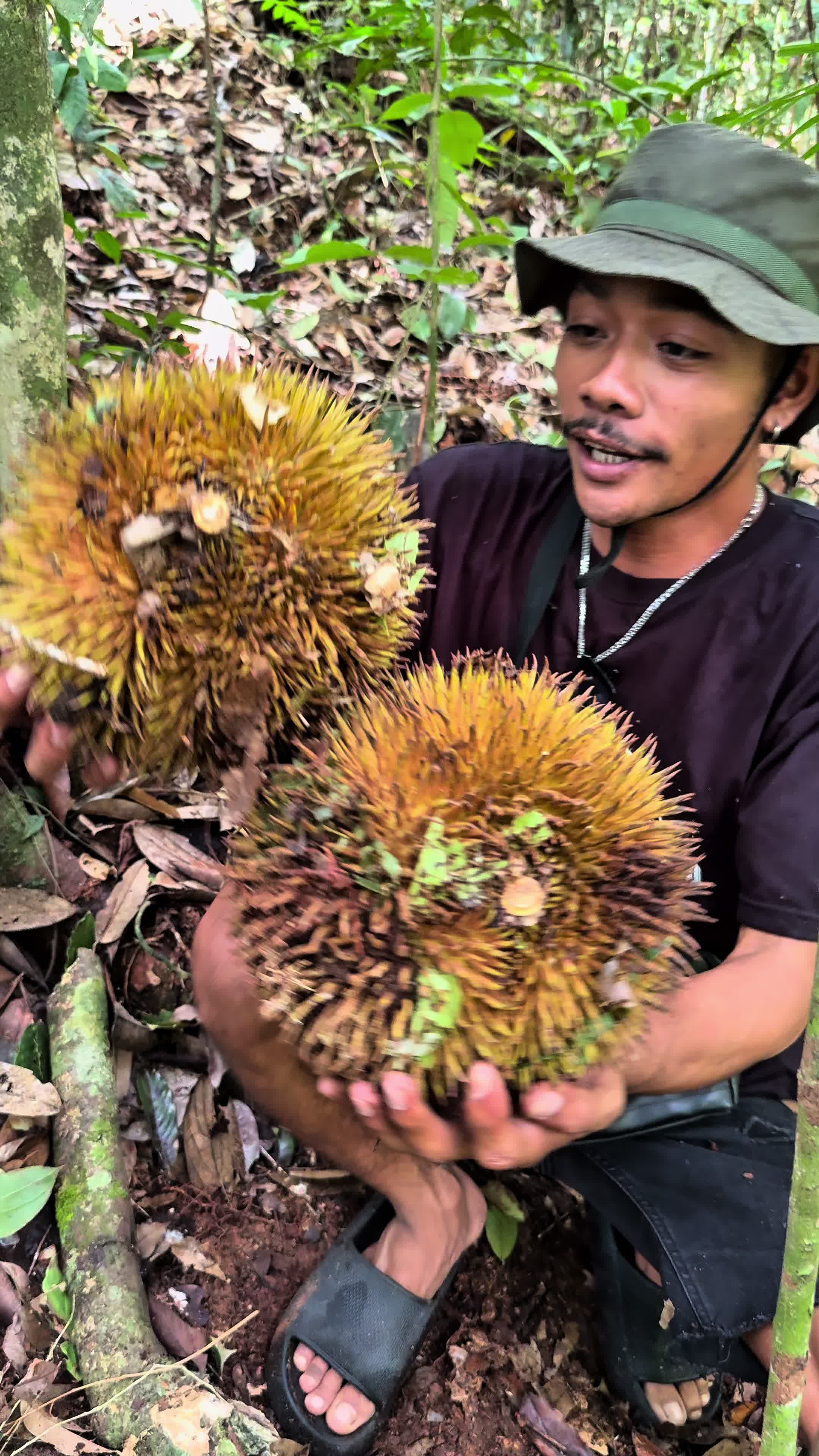 @Borneo Forester