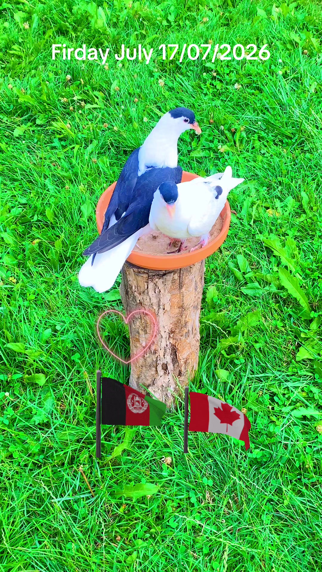 @Naweed Qiyami🇨🇦🇦🇫