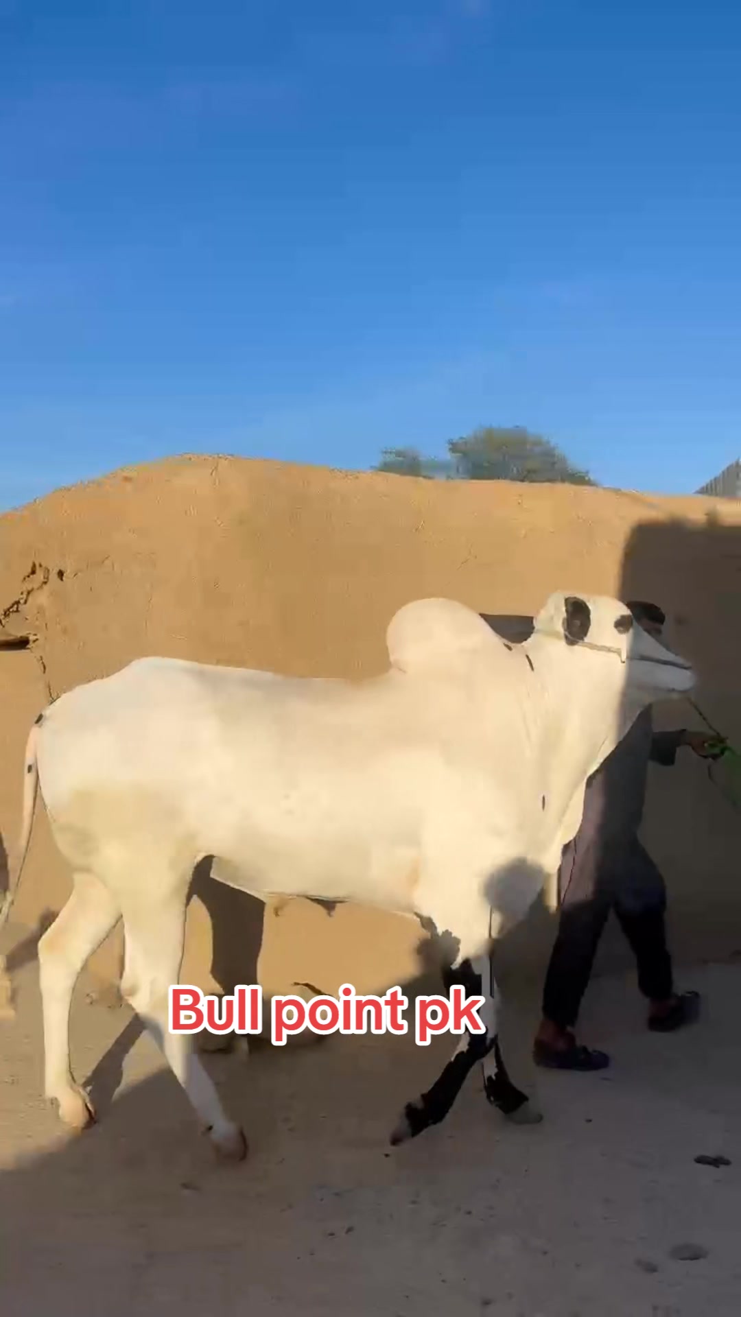 @Bullpointpk_official