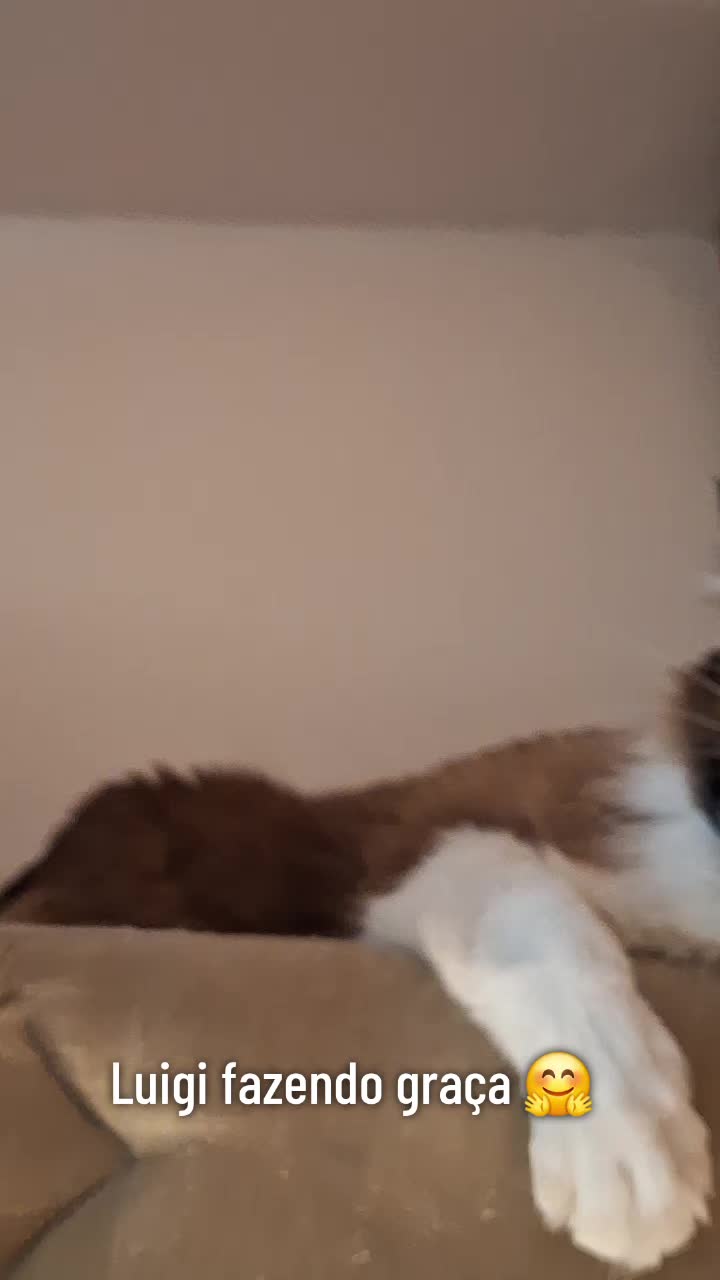 @MagdaAmoAnimais😾🐶🕊