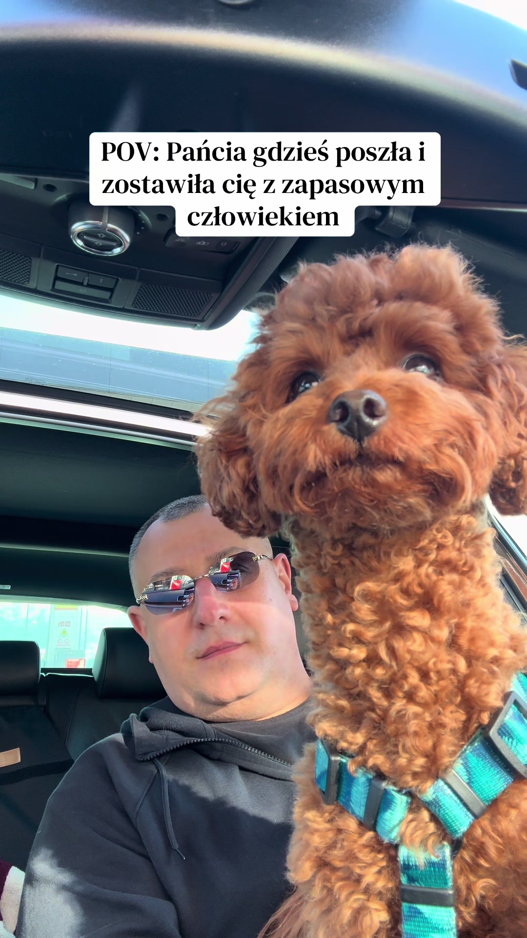 @Benni 🐾 IG: benni_toypoodle