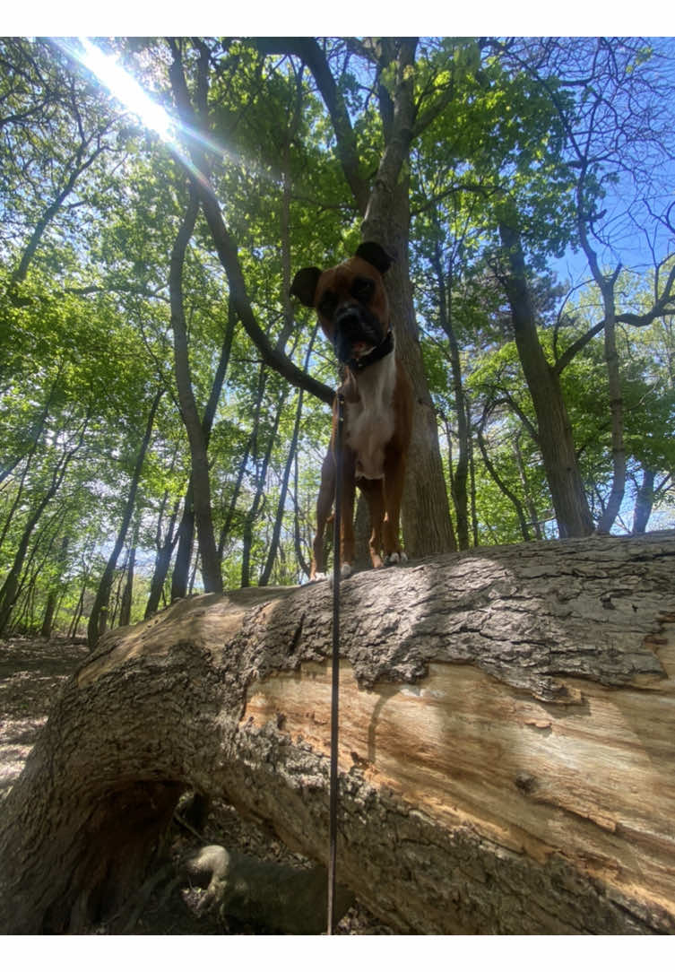 @Clyde the Boxermix