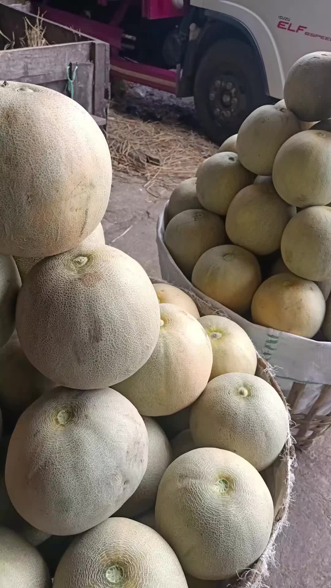 @Kempling Melon