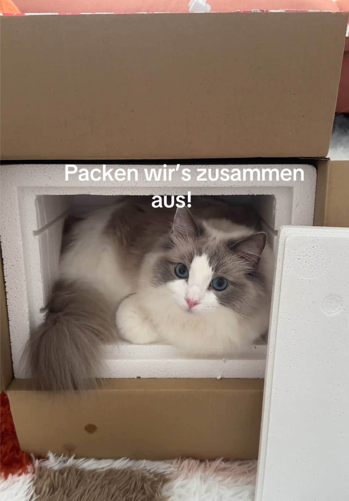 @Sirius Ragdoll