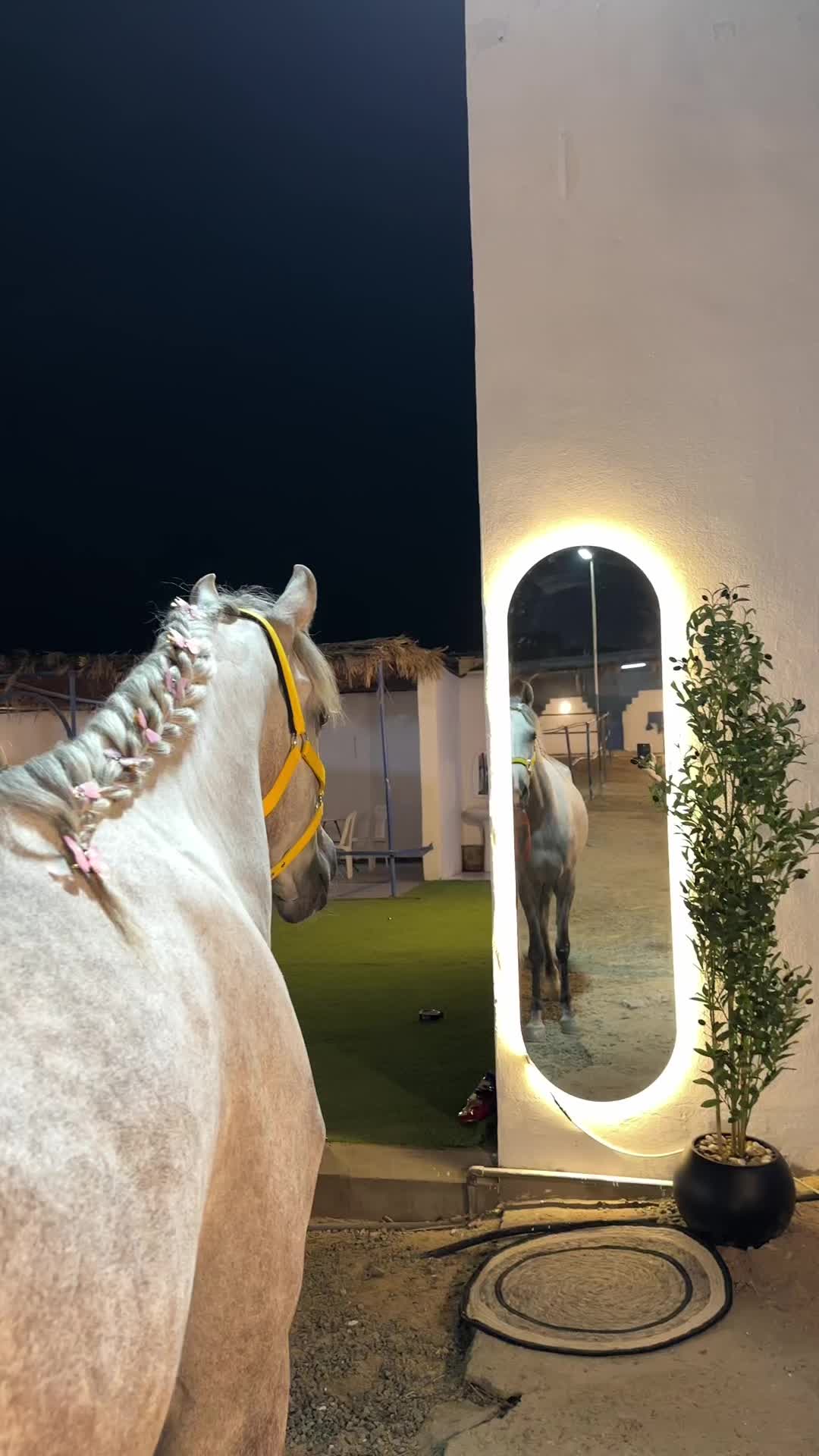 @Top.horses