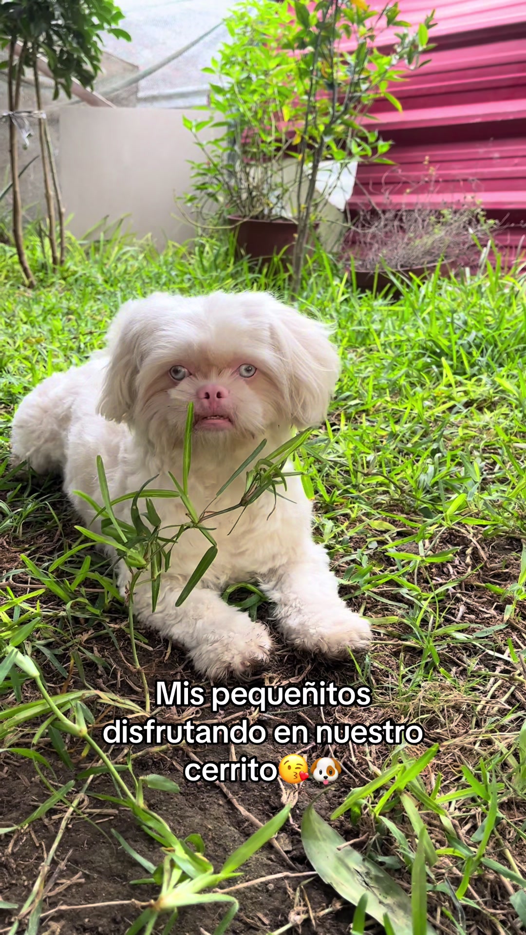 @🐶HILDA Y BERRY EL ALBINITO🐶