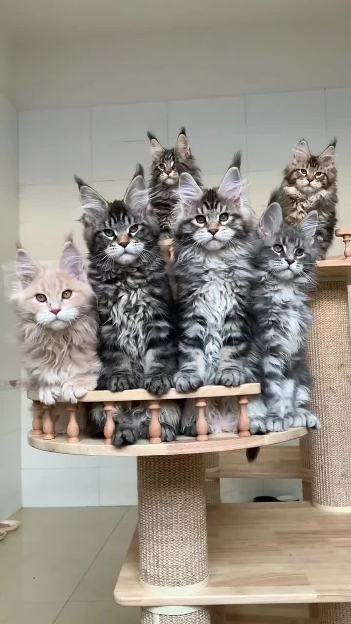 @Maine Coon Kittens