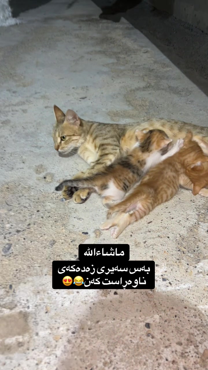 @﮼هەپی🤎.