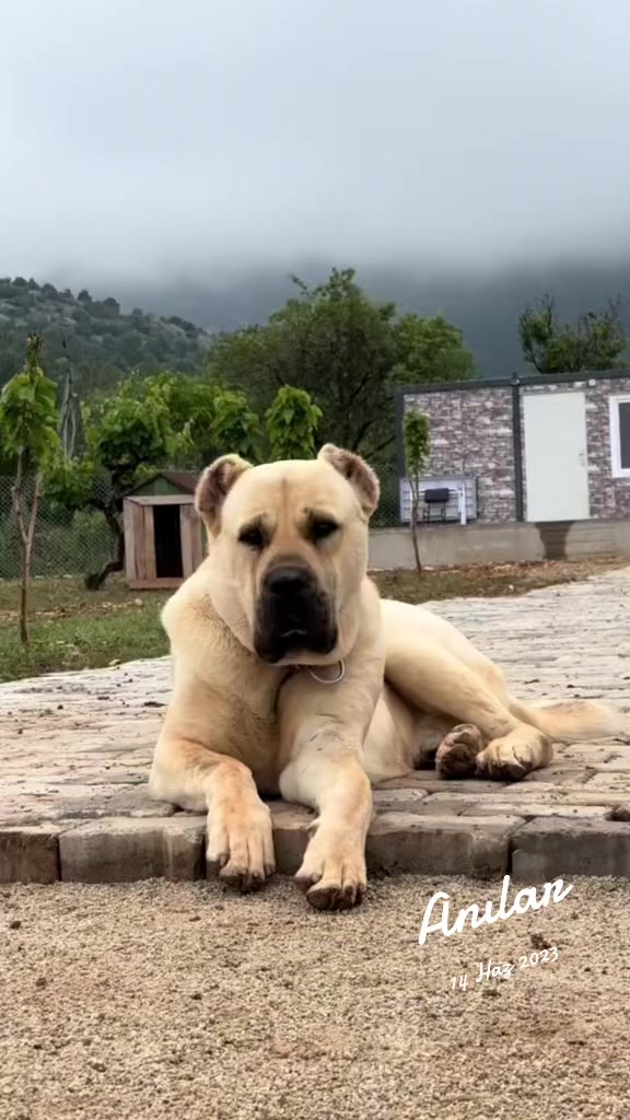 @Harun
