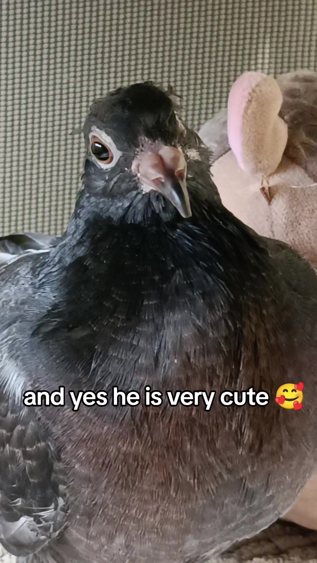 @♡𝕻𝖎𝖌𝖊𝖔𝖓 𝕭𝖎𝖙𝖈𝖍♡