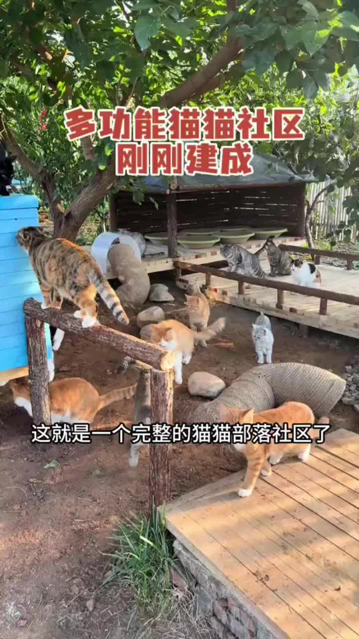@小可爱猫猫们