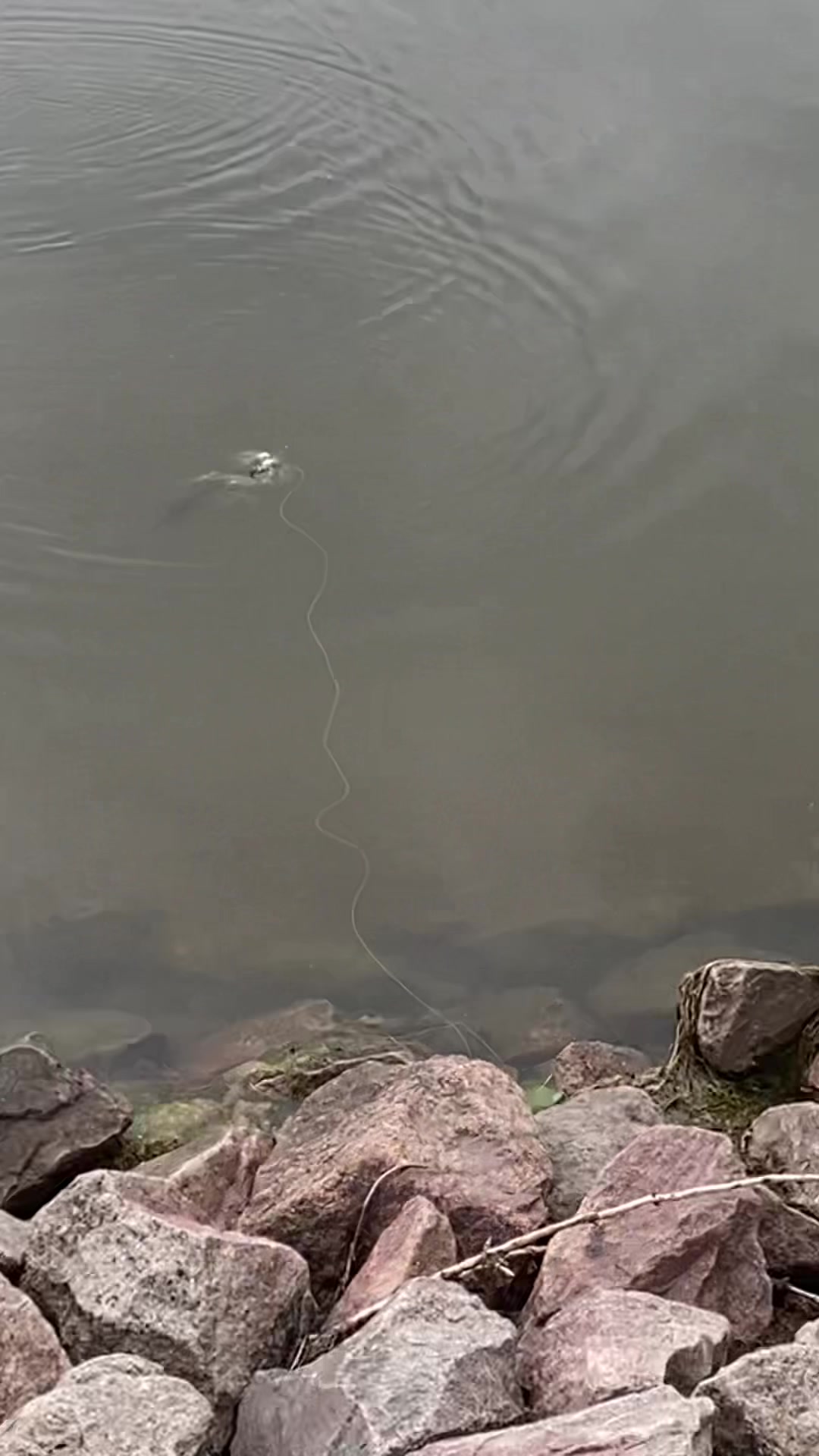 @chadsfishin