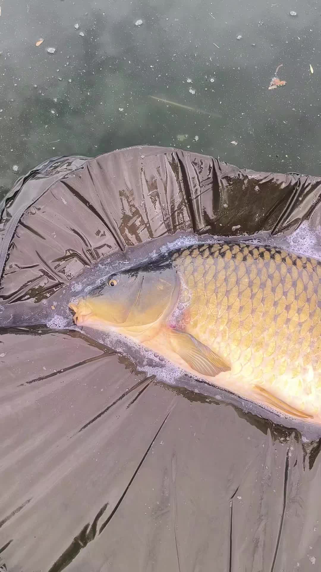 @Jocarpfishing