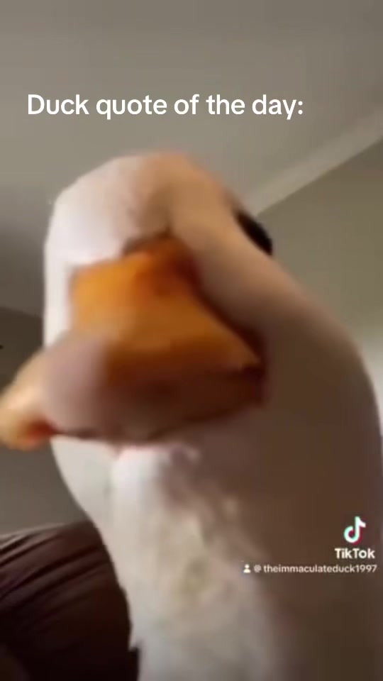 @Immaculate Duck