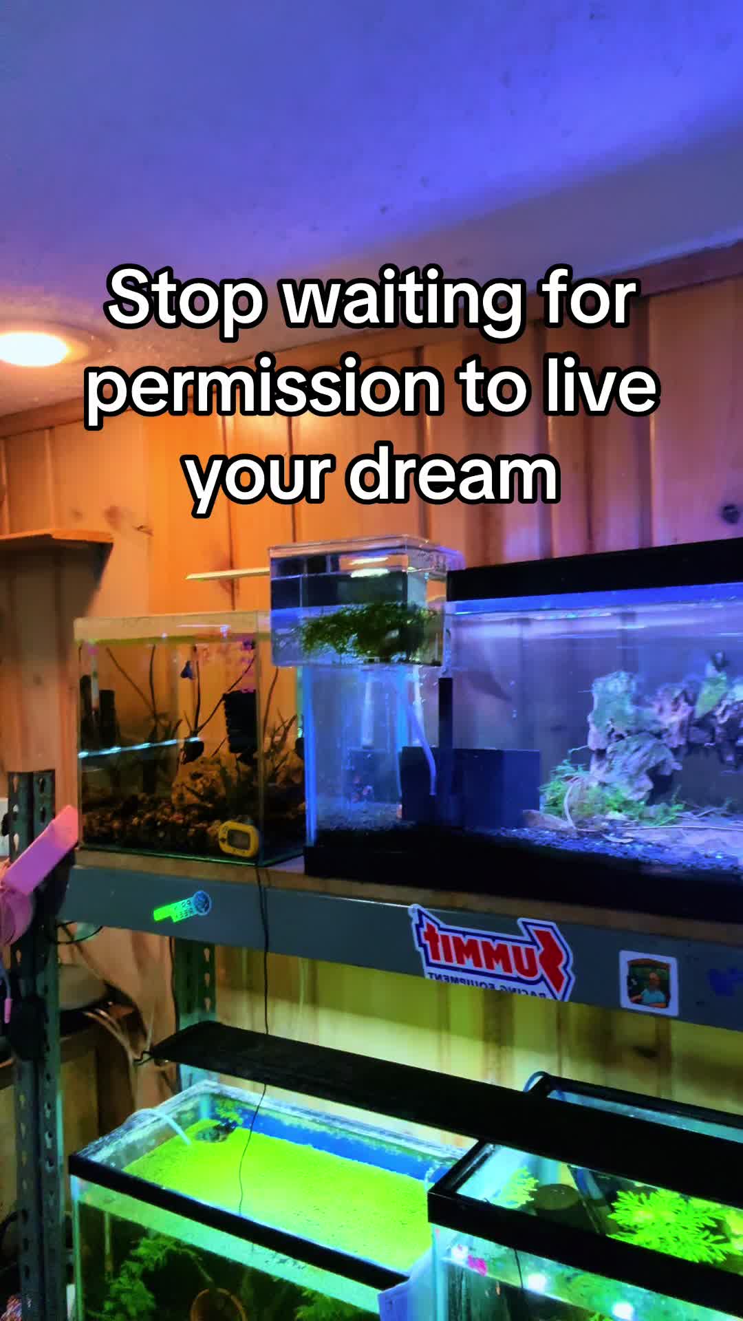 @Dads Fishroom
