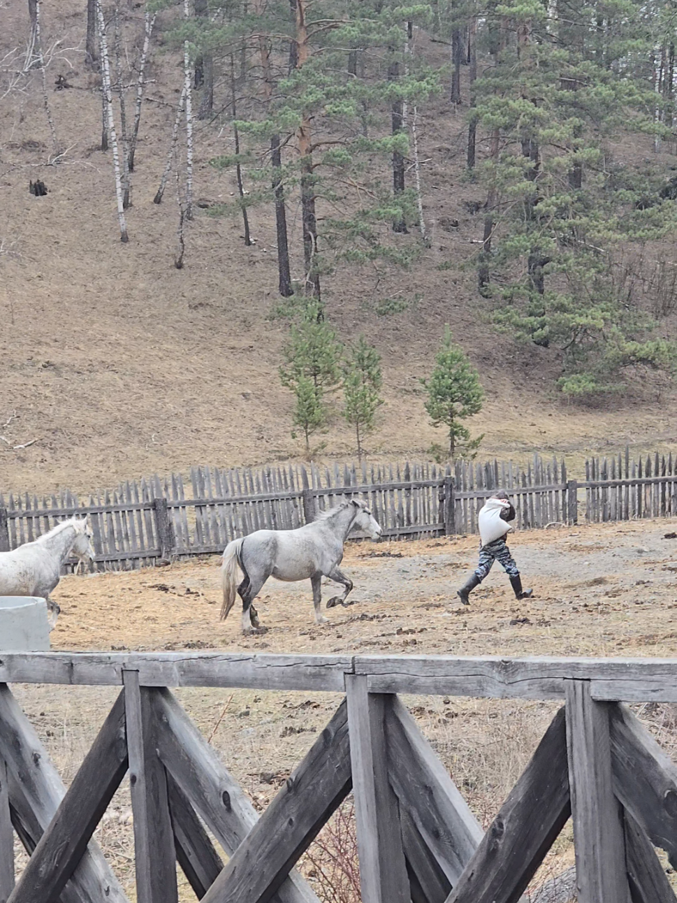 @tg: altaihorses