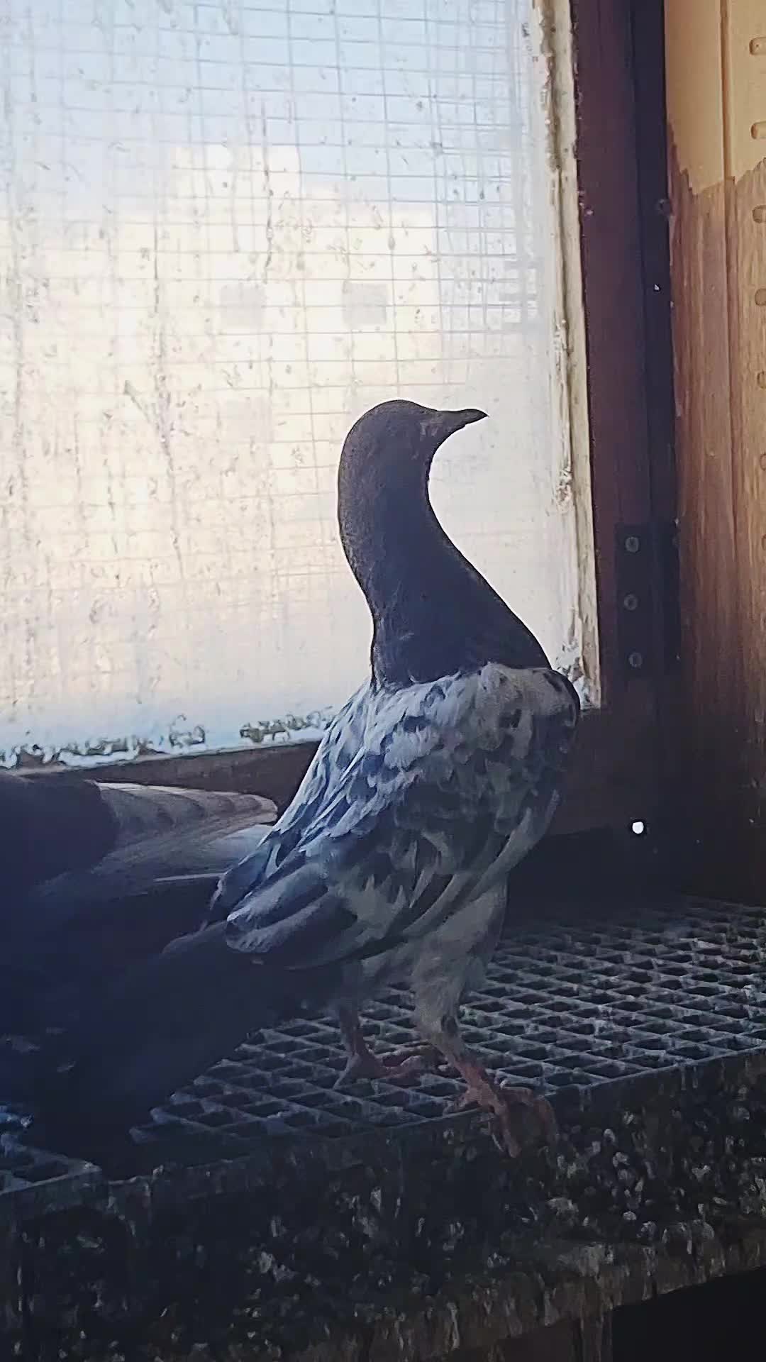 @Pigeons Tv