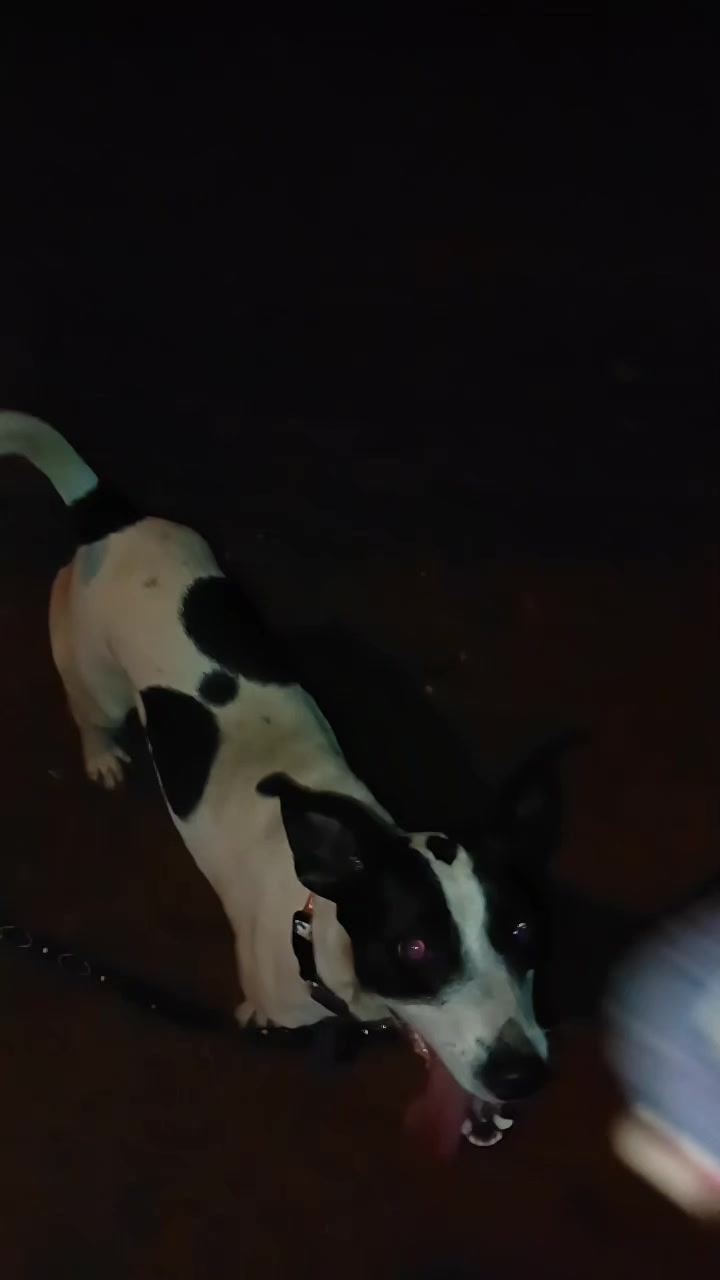 @•°★The_dogs!★°•