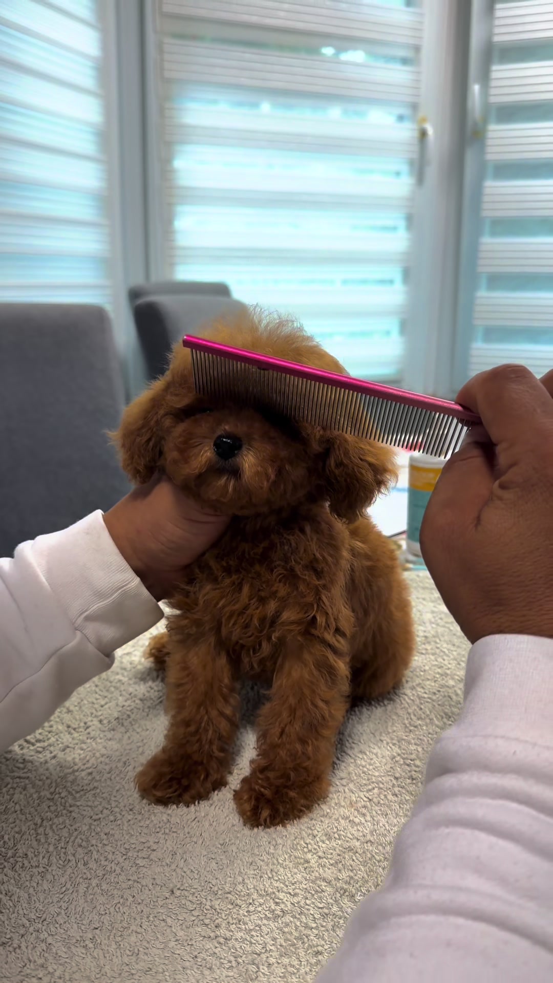 @RED_POODLE_KING