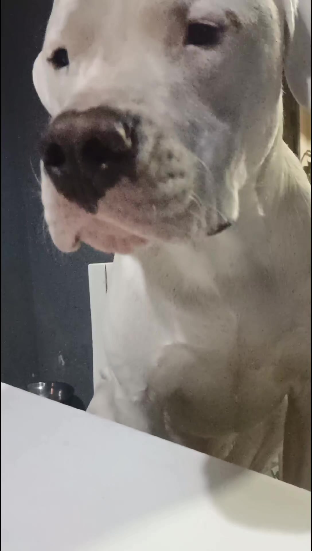 @Flor&Tango Dogo Argentino 🇦🇷