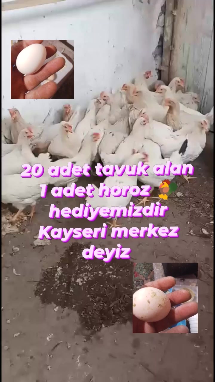 @nefretimsin dünya