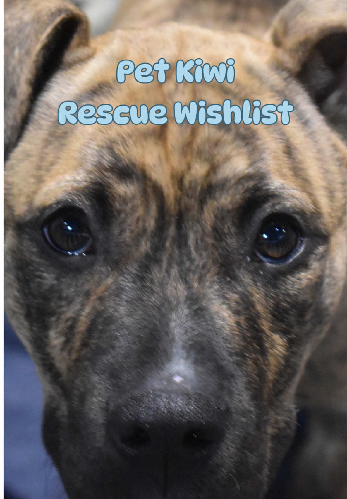 @Auckland Puppy Rescue