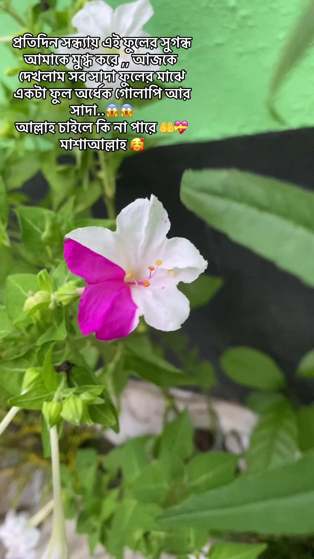 @Arizaa281